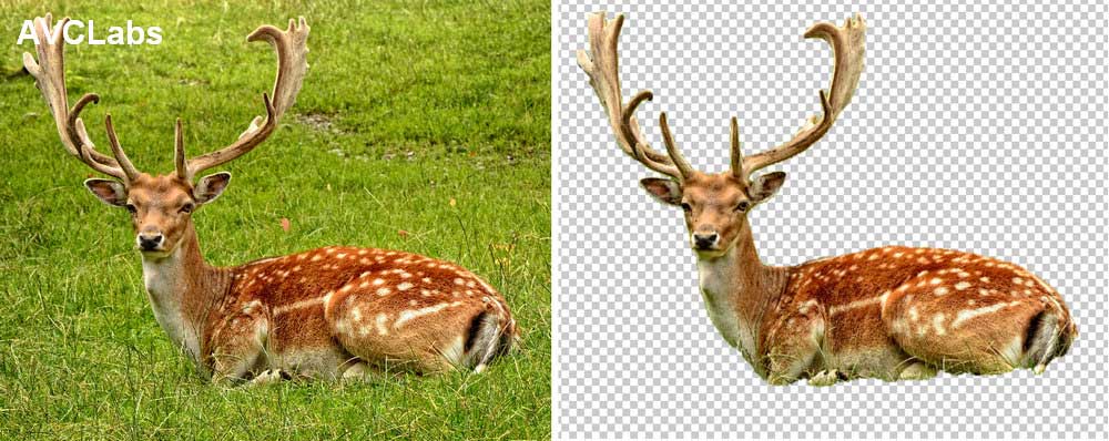 remove image background with avclabs photopro ai